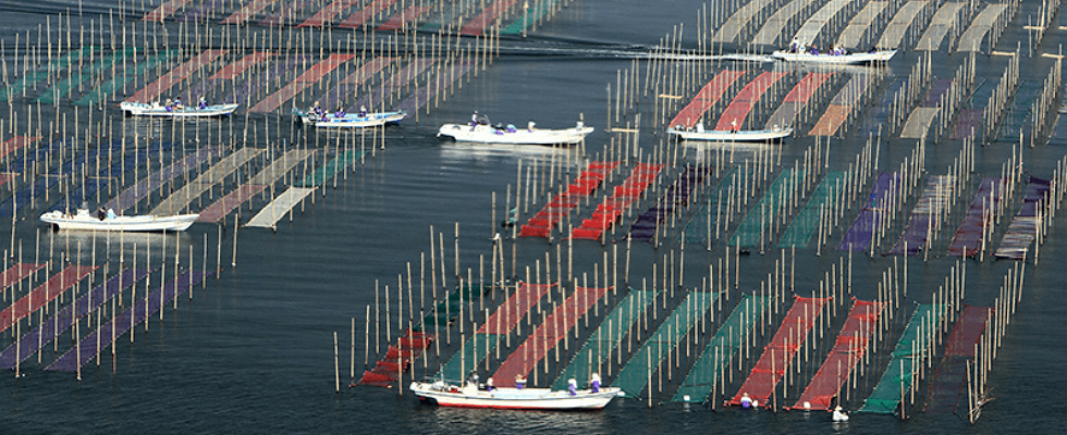 有明海の海苔養殖